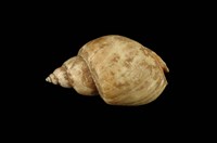 藏品(波部鳳螺)的圖片